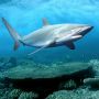 На египетском курорте акула съела немецкого туриста